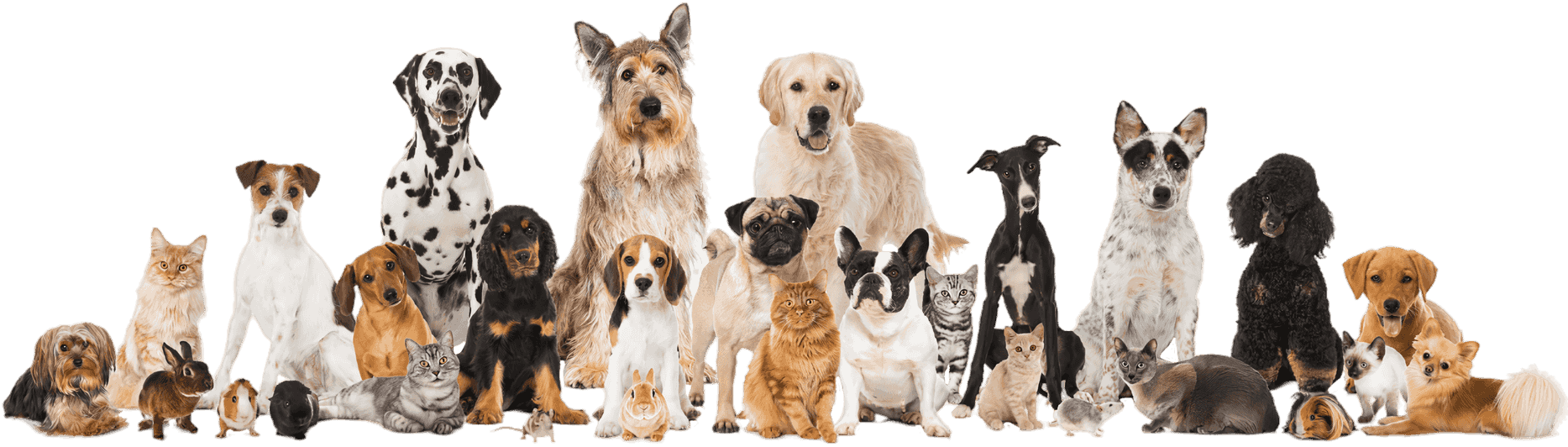 The Pet Grooming Studio LLC | Dog & Cat Grooming in Burlington County NJ